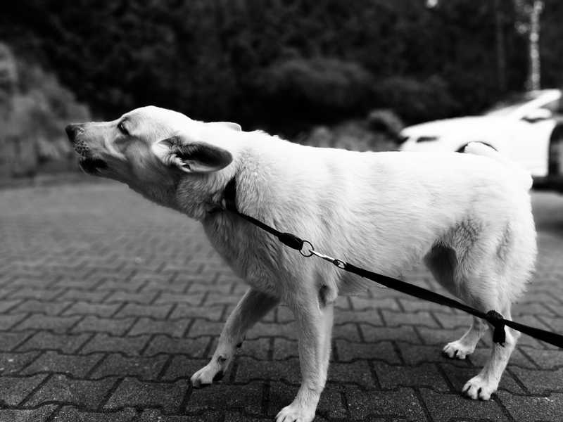 Hundetraining Katrin Schwarz Costa Blanca