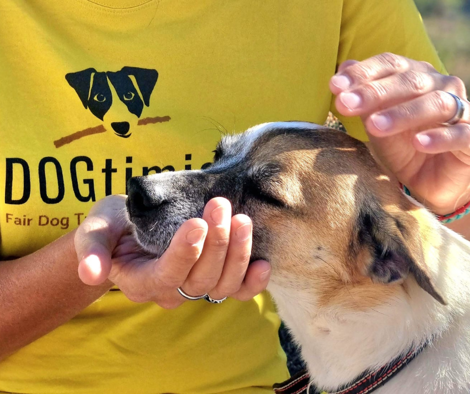 dogtimist-coaching-hunde