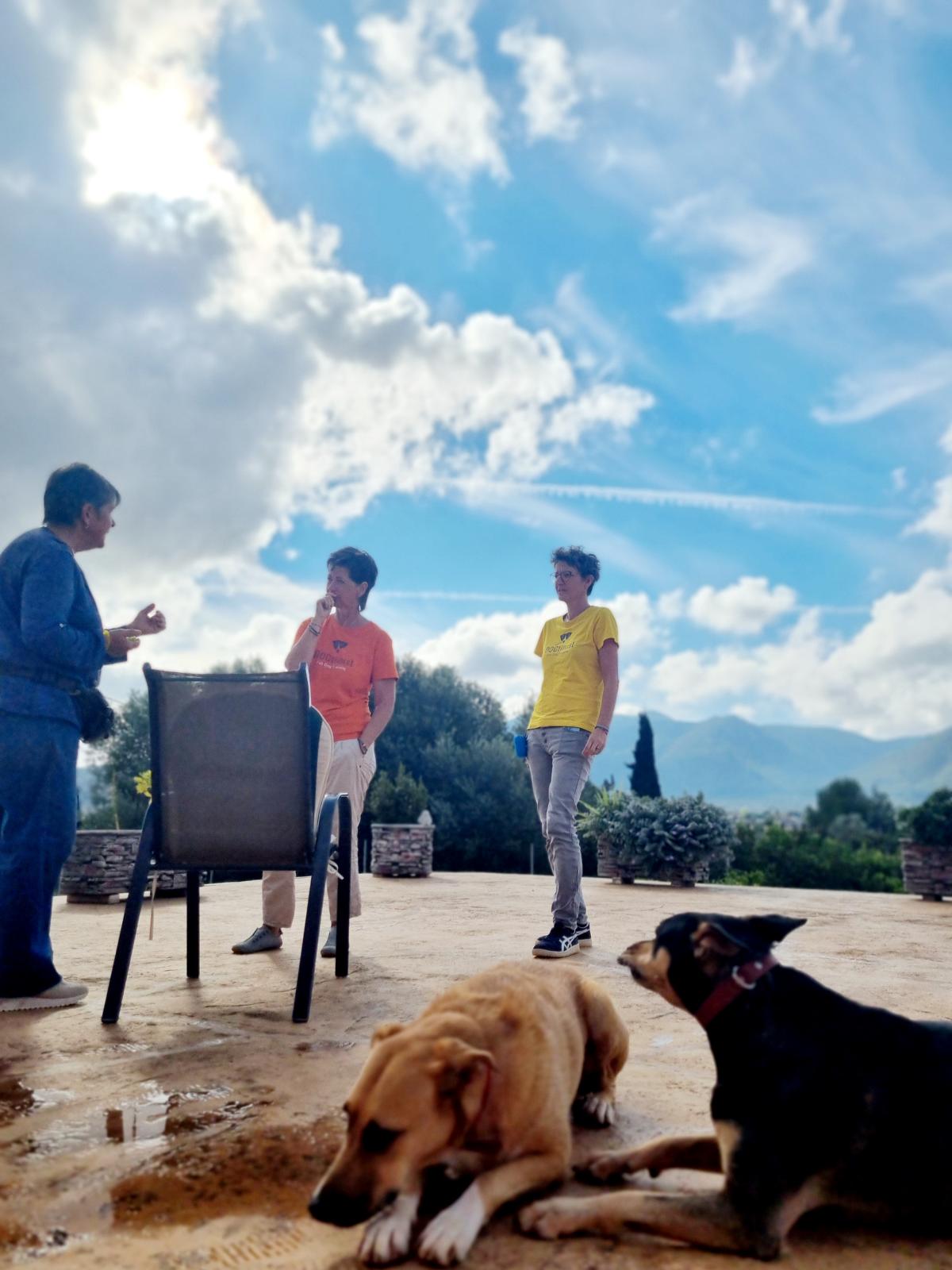 hunde-coaching-dogtimist