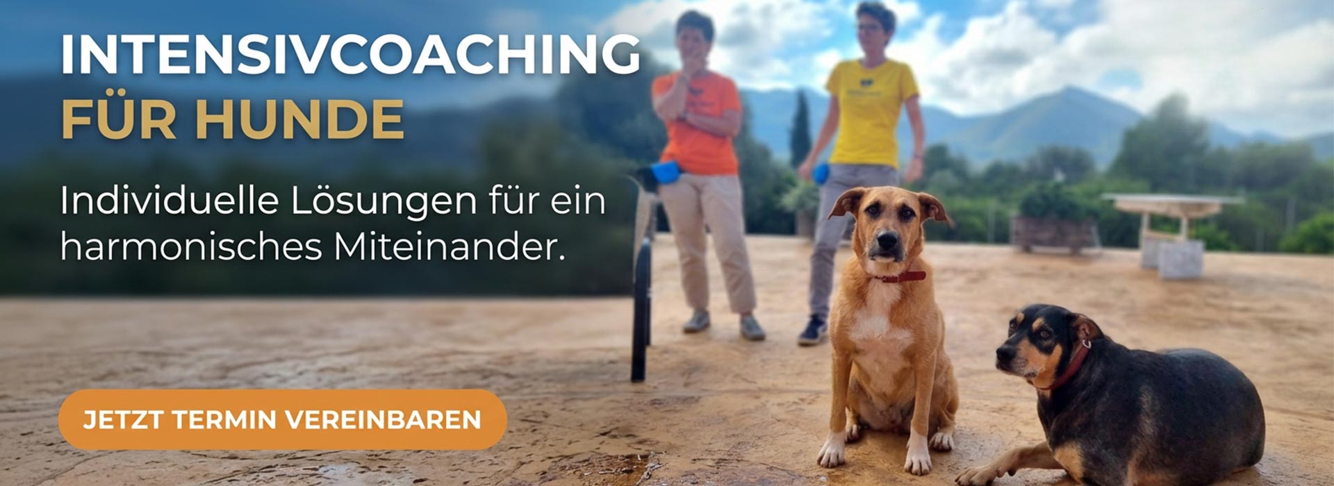 Intensivcoaching für Hunde